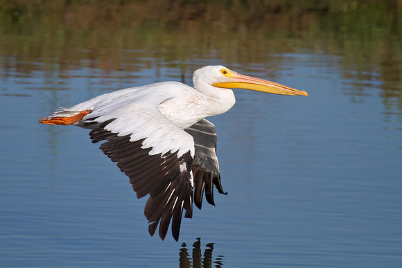 American White Pelican