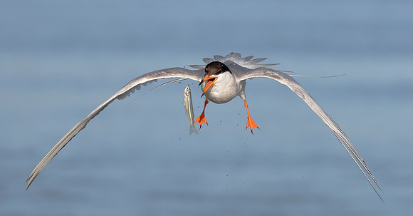 Forster's Tern