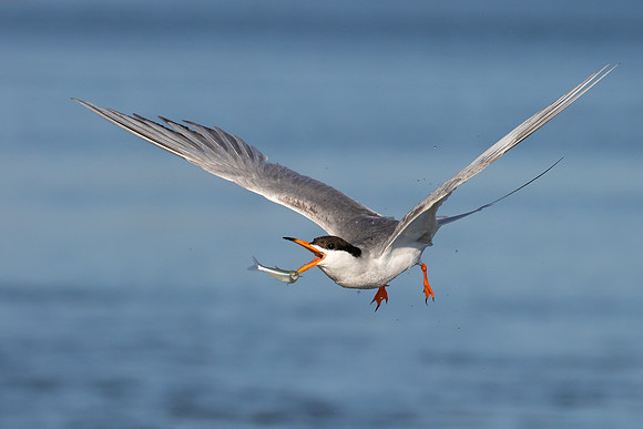 Forster's Tern