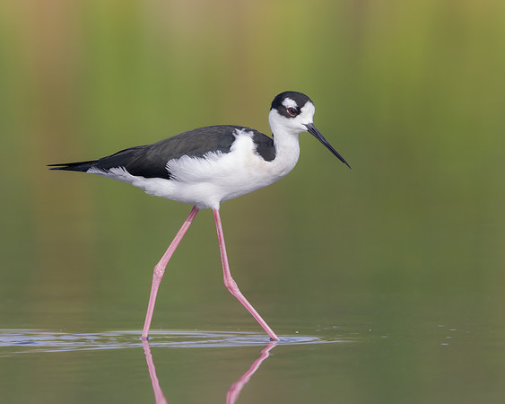 Black-necked Stilt