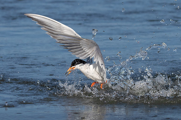 Forster's Tern