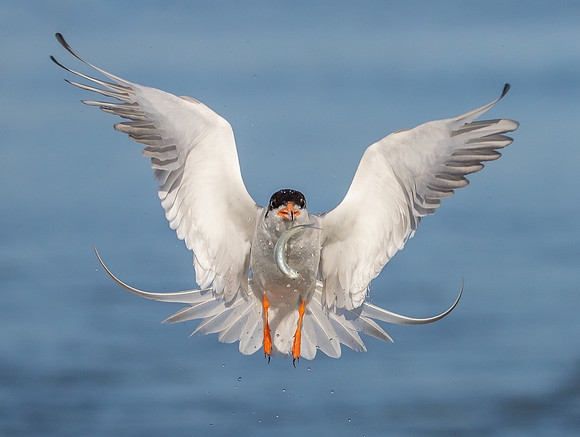 Forster's Tern