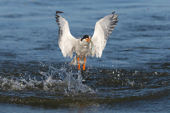Forster's Tern