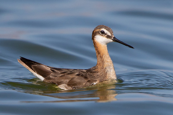 Wilson's Phalarope, female