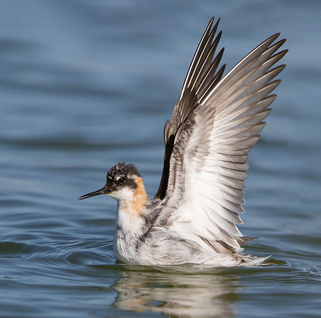 Red-necked Phalarope