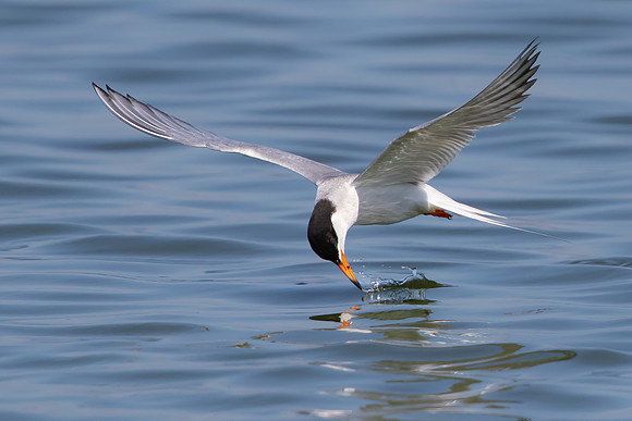 Forester's Tern