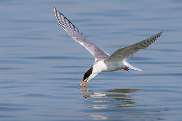 Forester's Tern