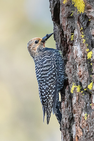 Williamson's Sapsucker, female