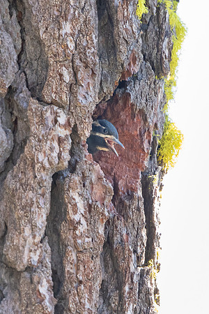 Williamson's Sapsucker, nestling
