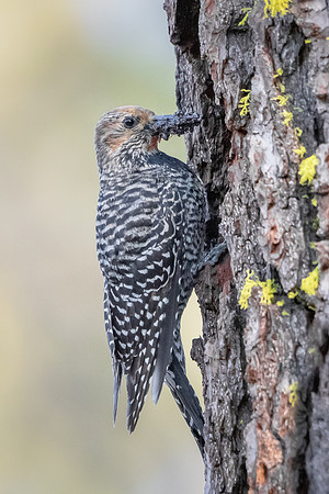 Williamson's Sapsucker, female with ants