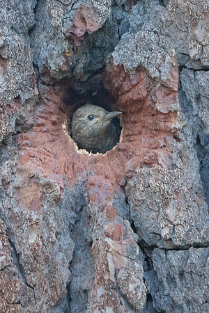Williamson's Sapsucker, nestling