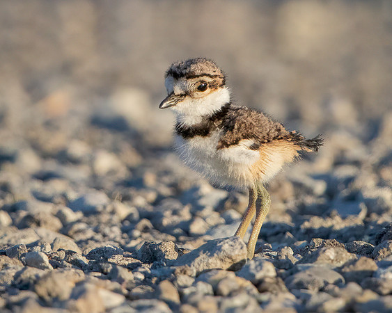 Killdeer chick, one day old