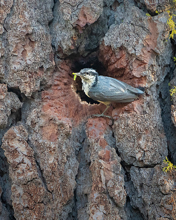 Red-breasted Nuthatch, feeding Williamson's Sapsucker chicks