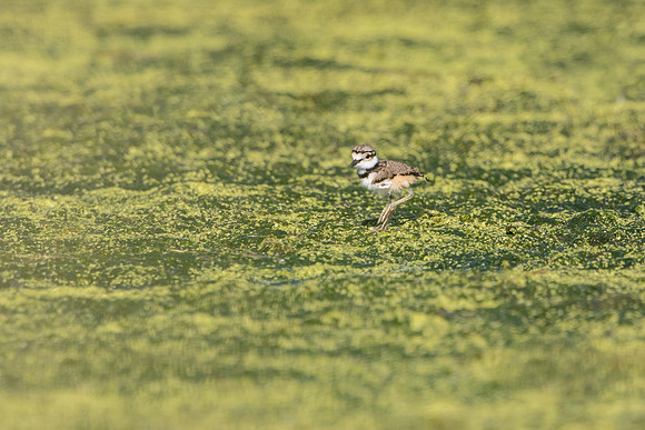 Killdeer, 3-day-old chick