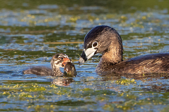 Pied-billed Grebe, parent feeding chick