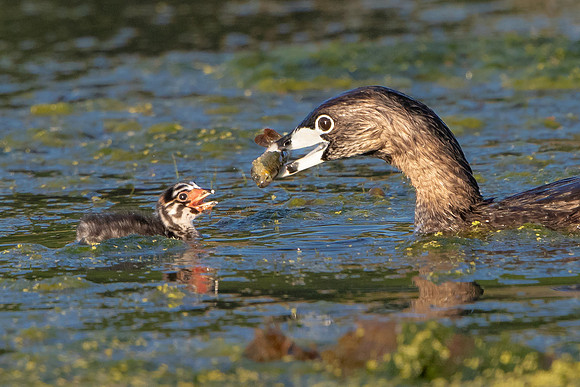 Pied-billed Grebe, parent feeding chick