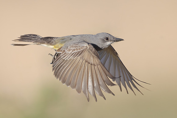 Cassin's Kingbird