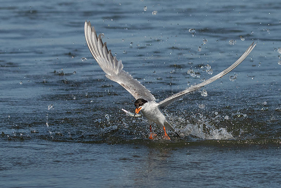 Forster's Tern