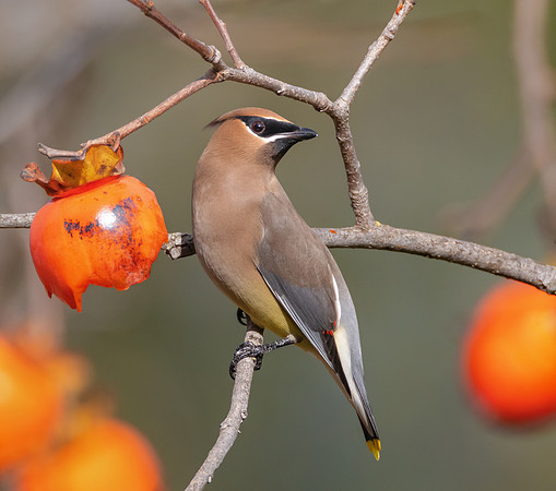 Cedar Waxwing