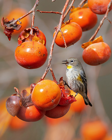 Yellow-rumped Warbler