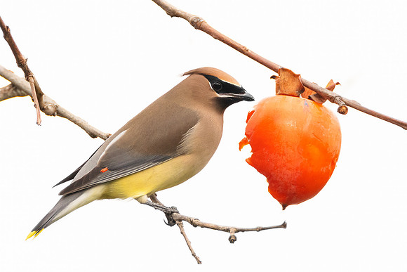 Cedar Waxwing