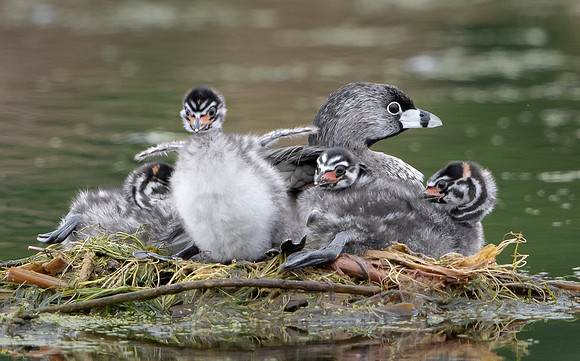 Pied-billed Grebes