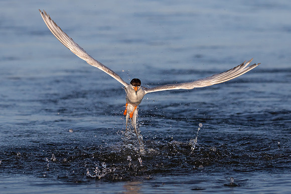 Forster's Tern