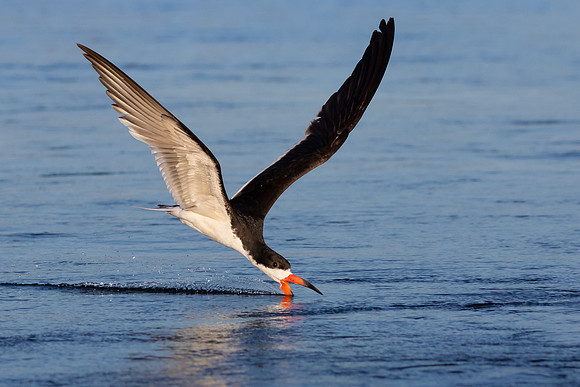 Black Skimmer