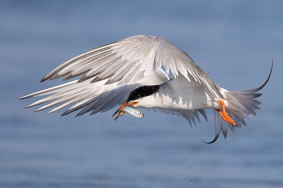 Forster's Tern