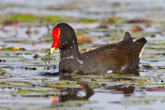 Common Gallinule