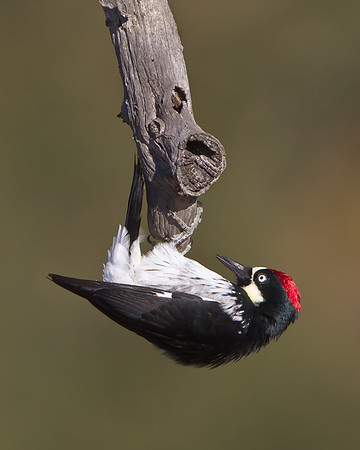 Acorn Woodpecker hanging upside down