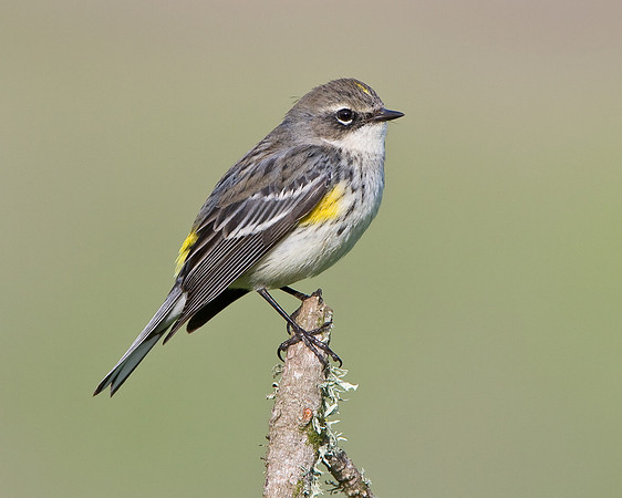 Yellow-rumped Warbler