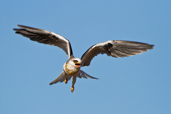 White-tailed Kite, juvenile