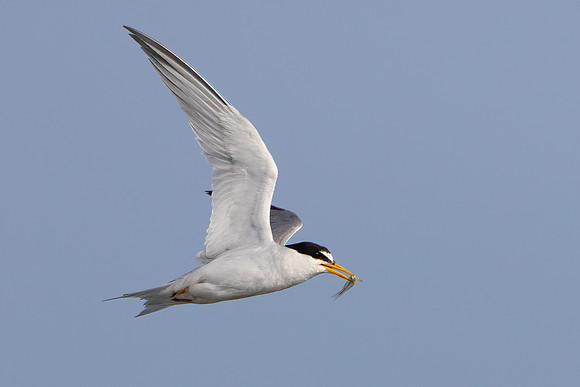 Least Tern