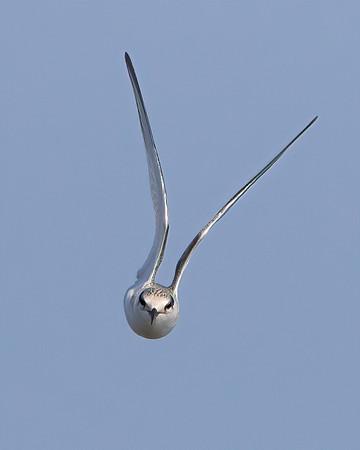 Least Tern, juvenile