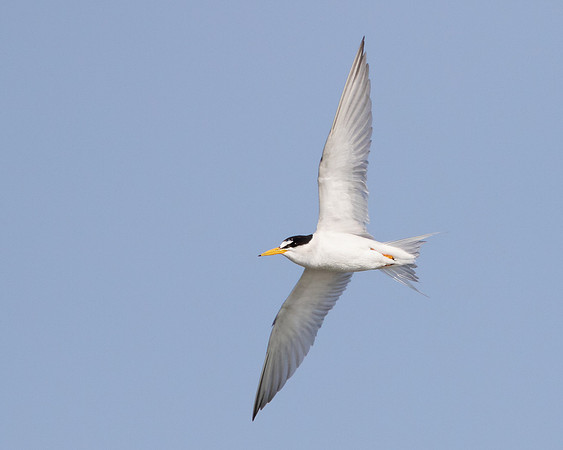 Least Tern