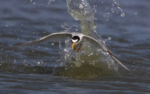 Least Tern