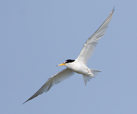 Least Tern