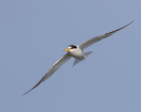 Least Tern