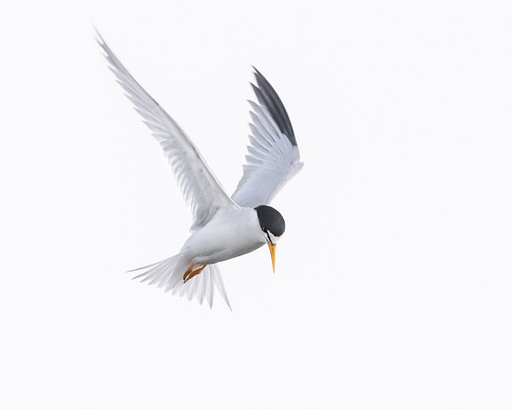 Least Tern