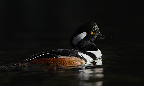 Hooded Merganser, male