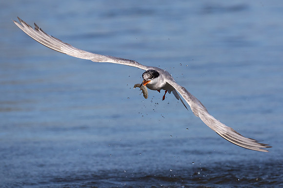 Forster's Tern