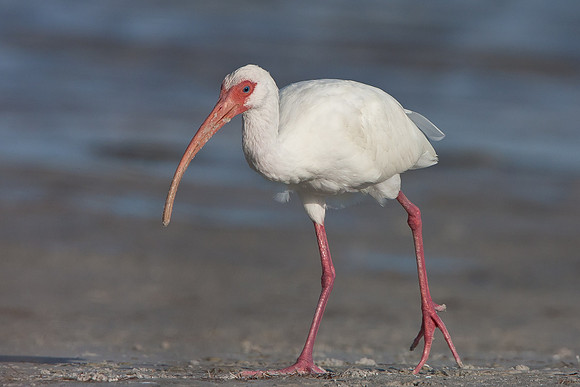 White Ibis