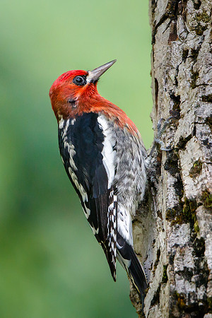 Red-breasted Sapsucker
