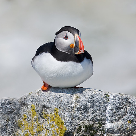 Atlantic Puffin