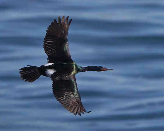 Pelagic Cormorant
