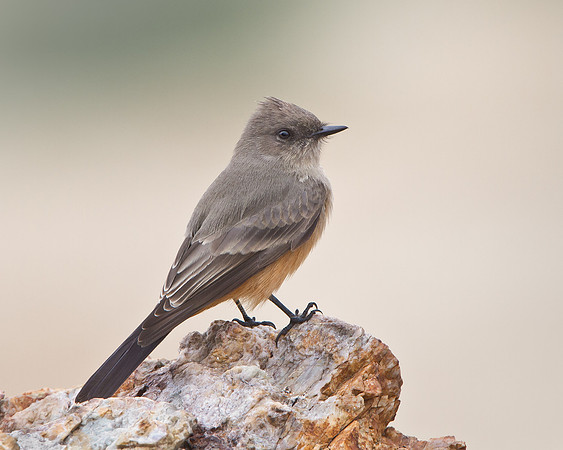 Say's Phoebe