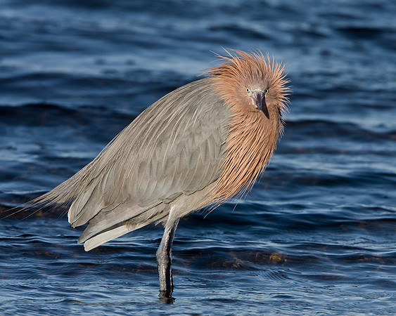 Reddish Egret