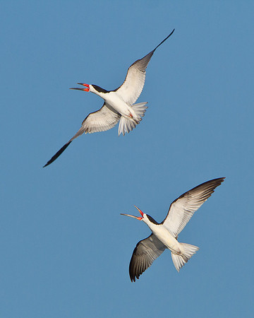Black Skimmers