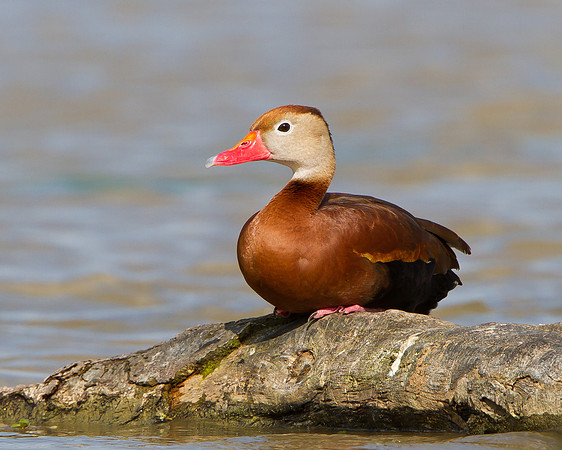 Black-bellied Whistling-Duck